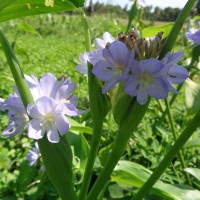 Pontederia hastata L.